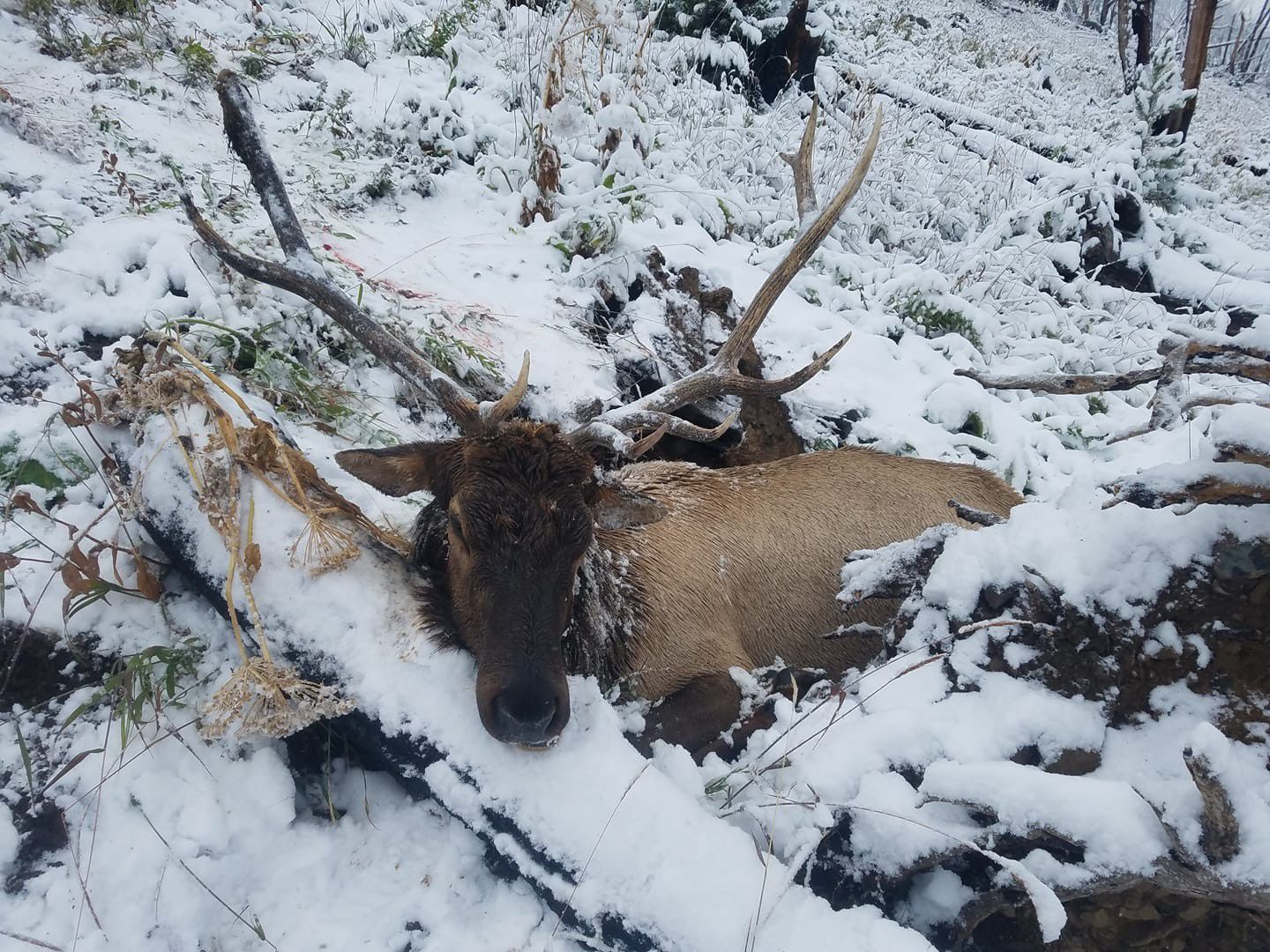 Hunting trophy